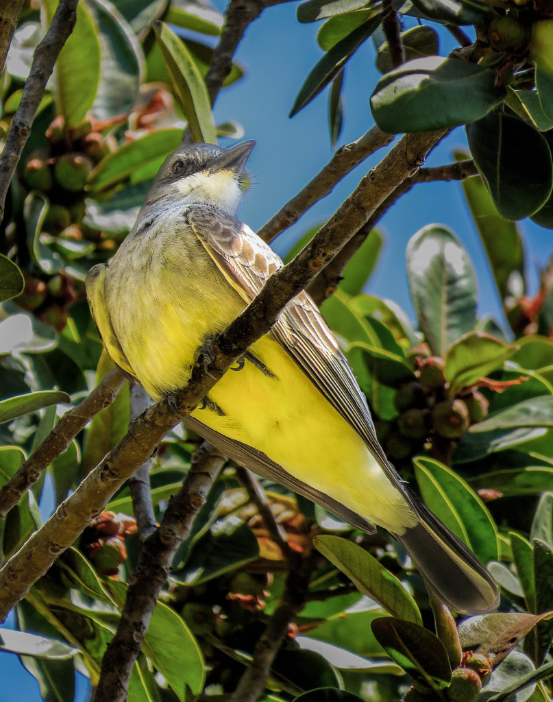 Western Kingbird