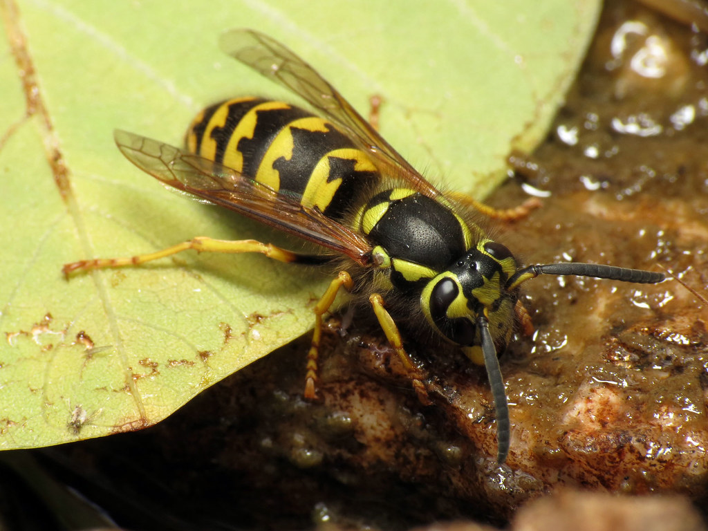 Western Yellowjacket