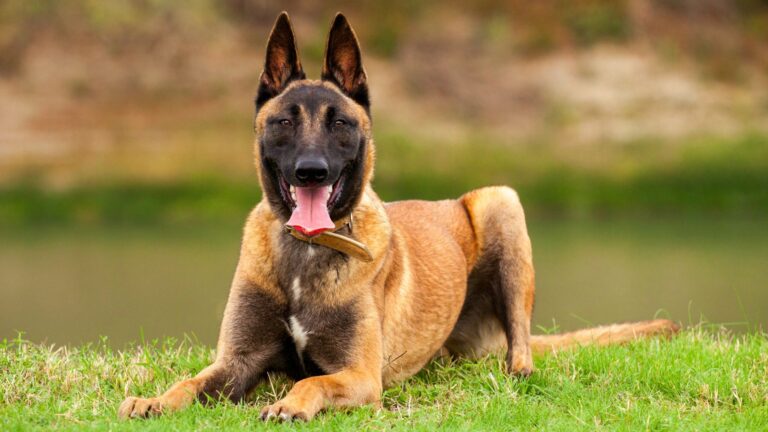 What Breeds Make a Belgian Malinois?