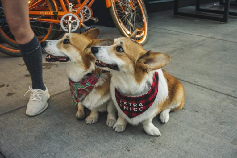 What Breeds Make a Corgi?