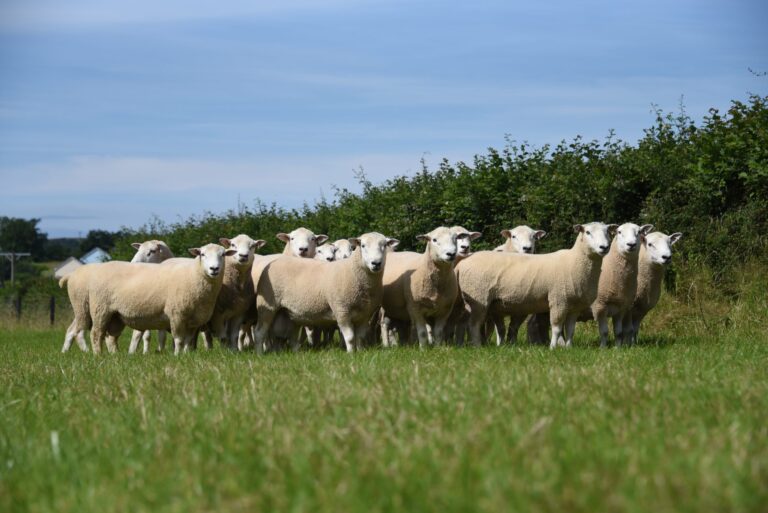 What Breeds Make a Highlander Sheep?