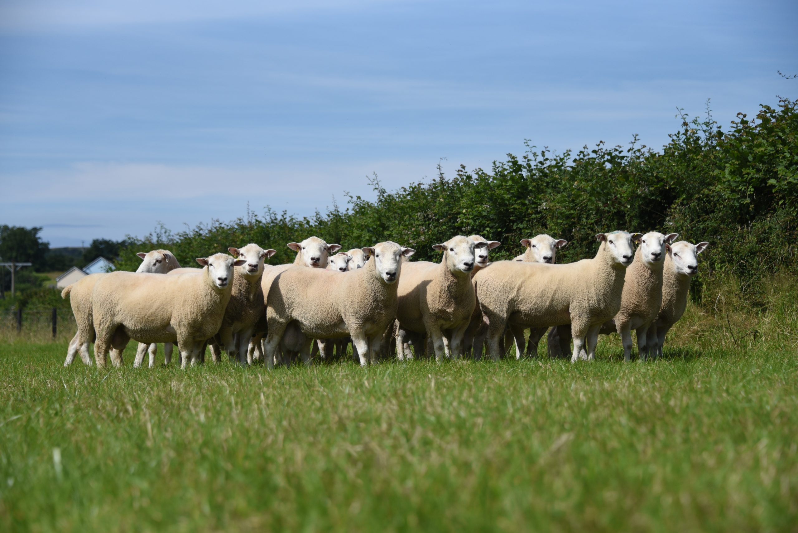 what breeds make a highlander sheep