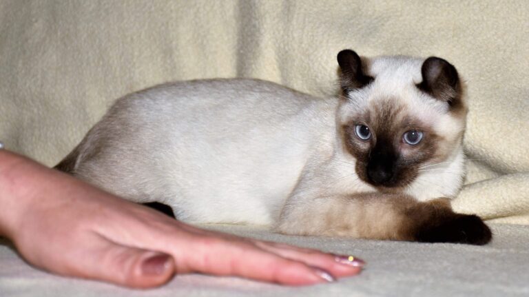 What Breeds Make a Keetso Cat?