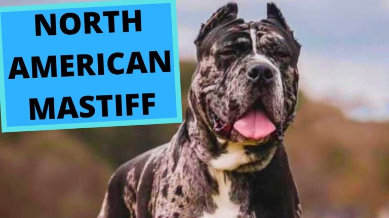 What Breeds Make a North American Mastiff? Origins and Key Traits Explained