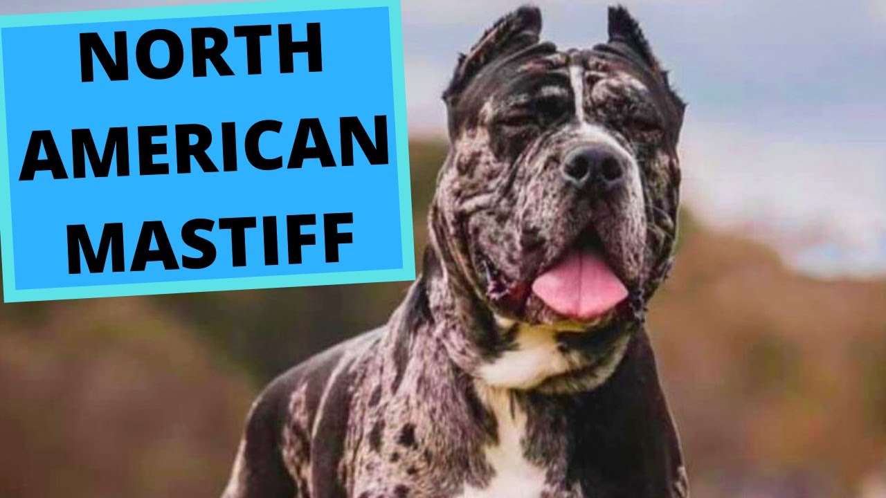 what breeds make a north american mastiff