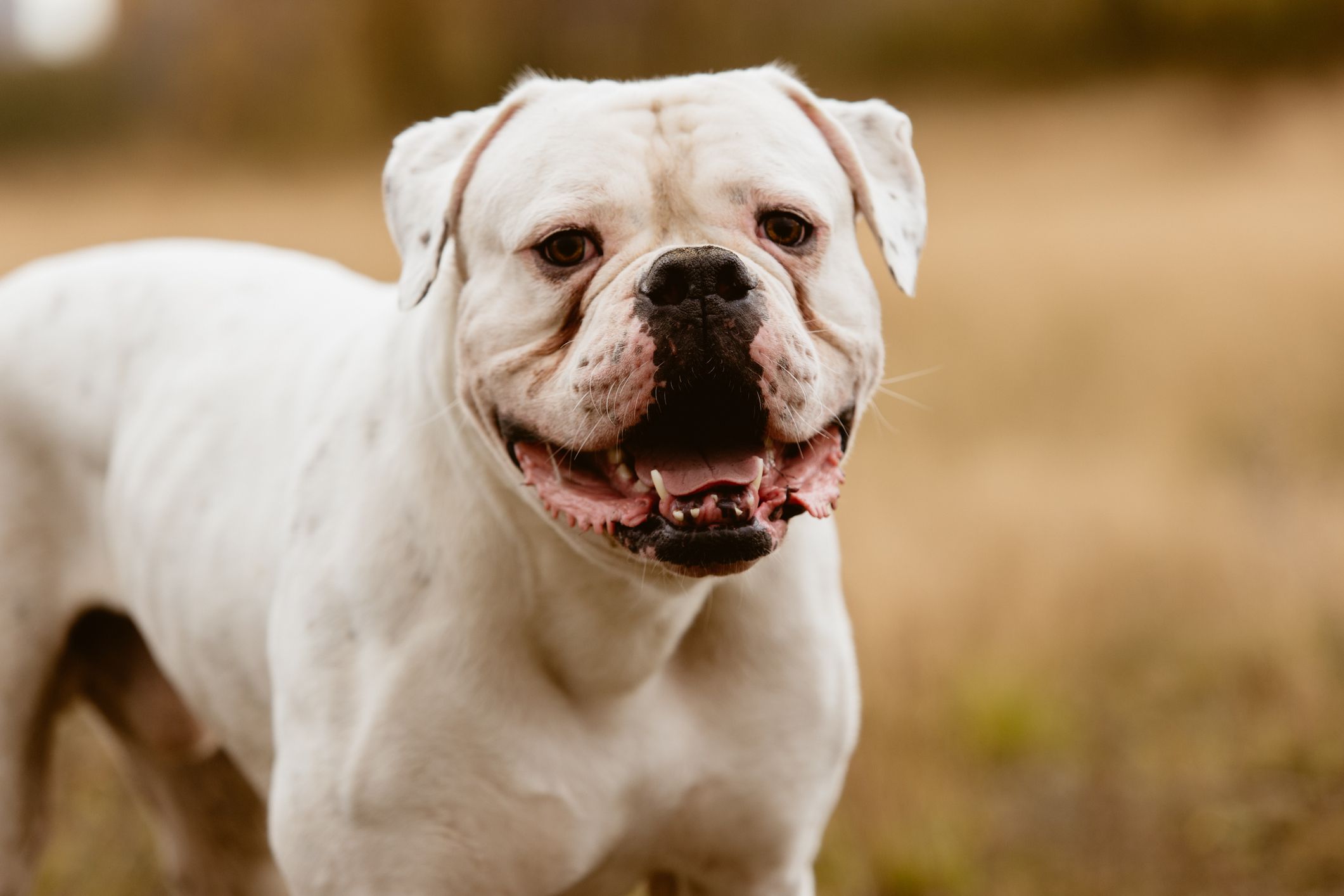 what breeds make an american bulldog