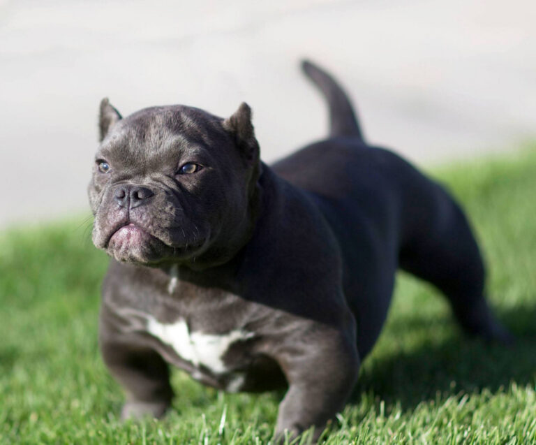 What Breeds Make an American Bully? Discover Their Origins & Traits