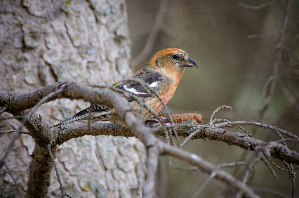 White-winged Crossbill