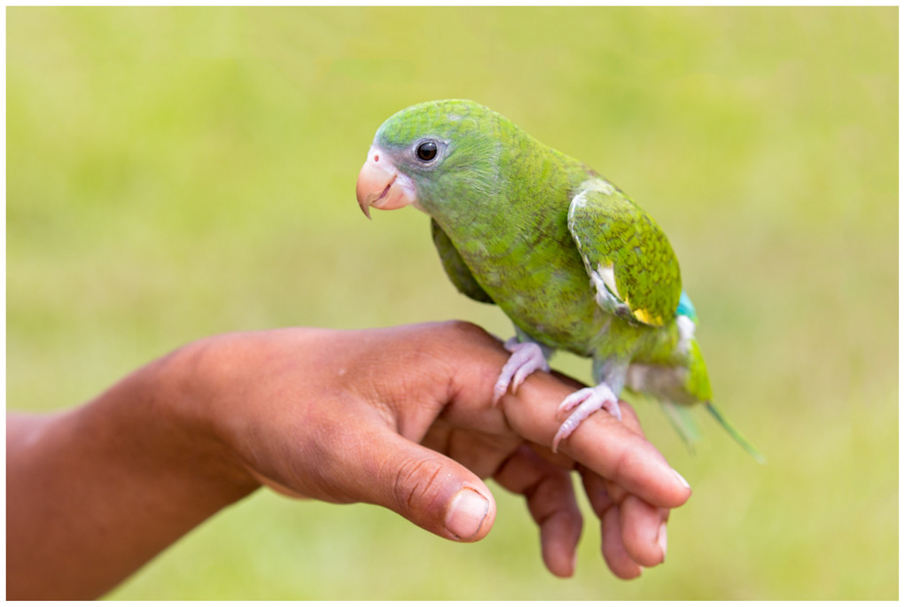 White-winged Parakeet