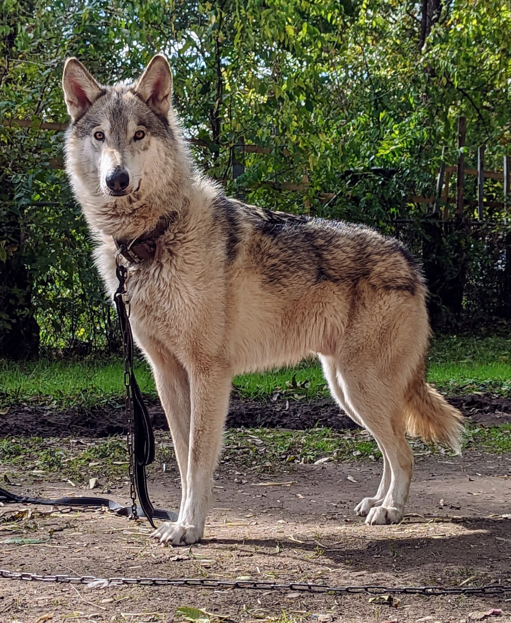wolfdog or wolf hybrids
