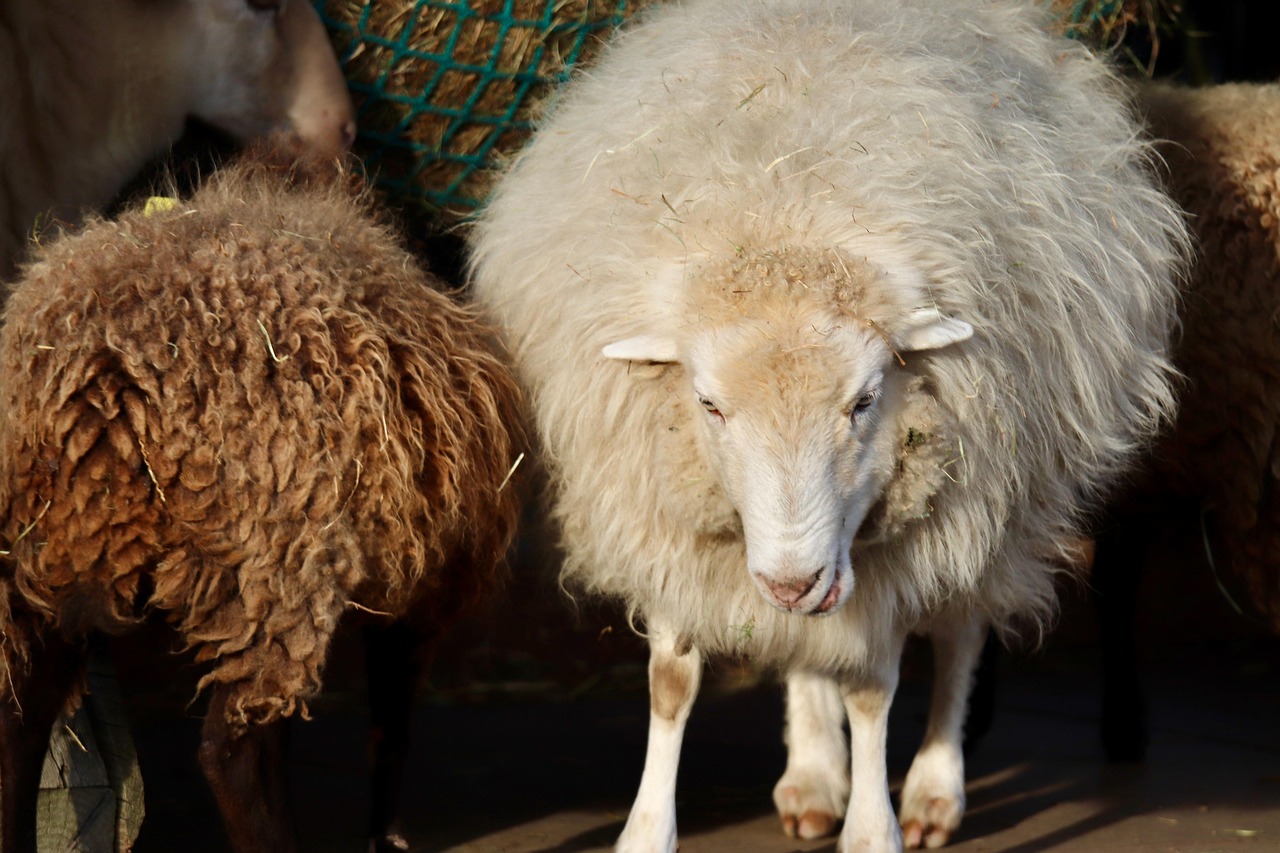 Wool Producing Sheep Breeds