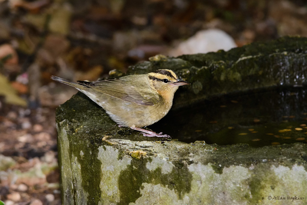 Worm-eating Warbler