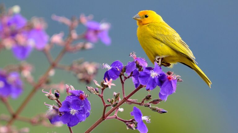 16 Yellow Birds in Texas: Complete Identification Guide for Every Season