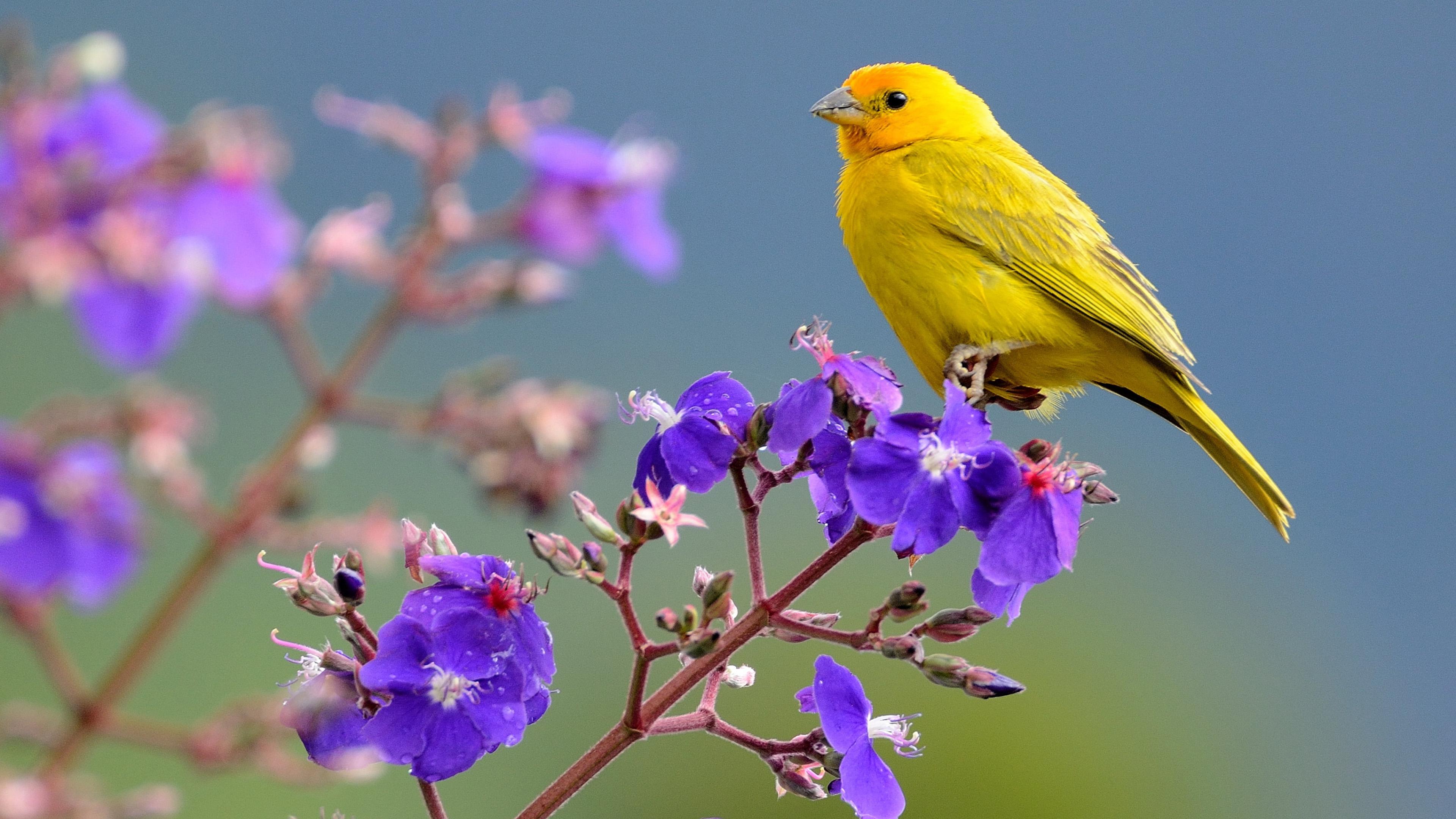 yellow birds in texas