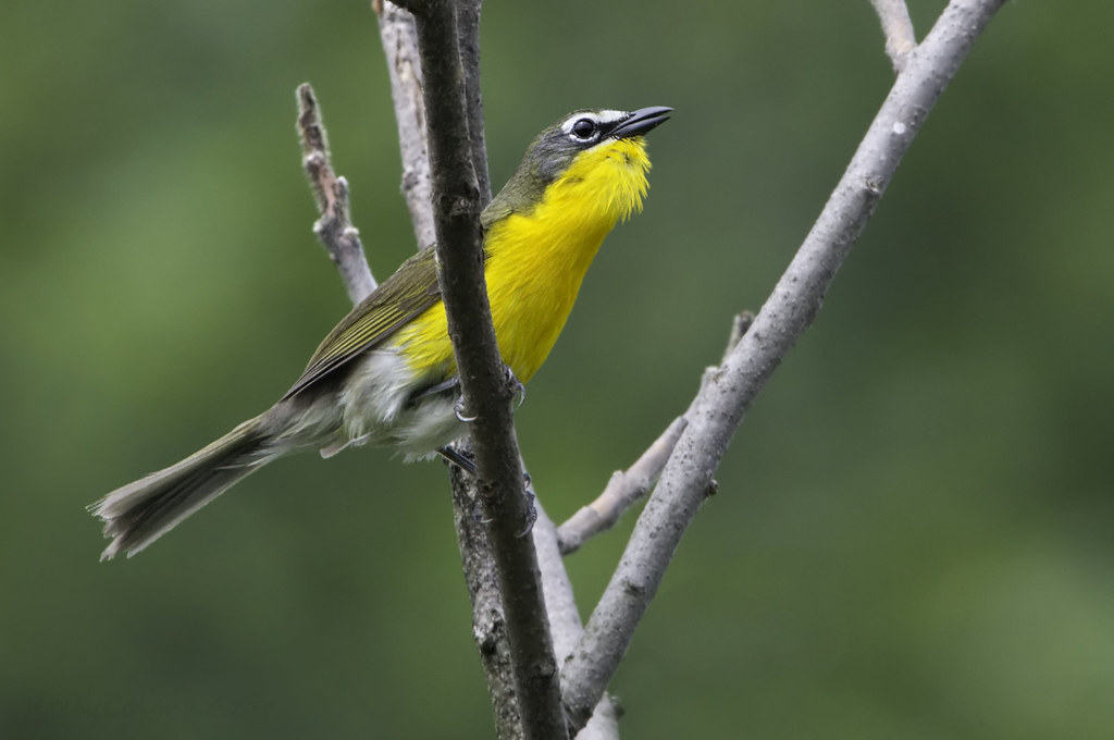 Yellow-breasted Chat