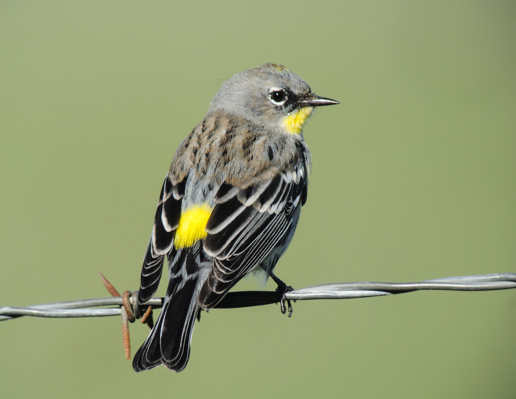 Yellow-rumped Warbler