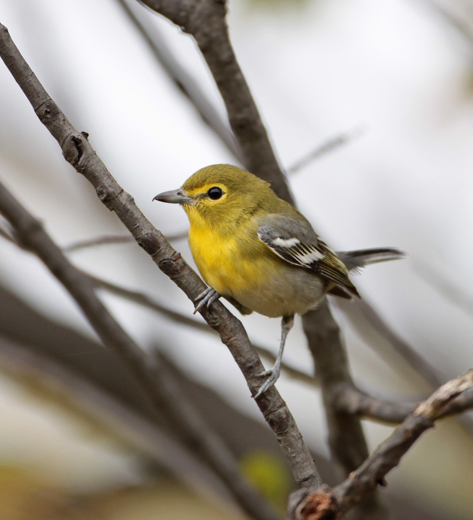 Yellow-throated Vireo