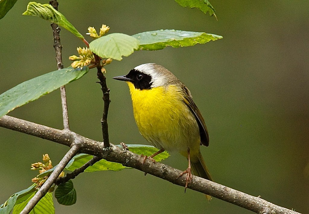 Yellow-throated Warbler