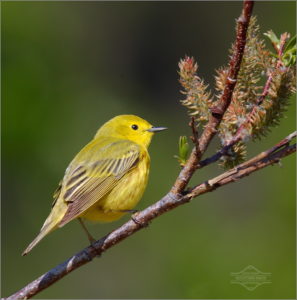 Yellow Warbler