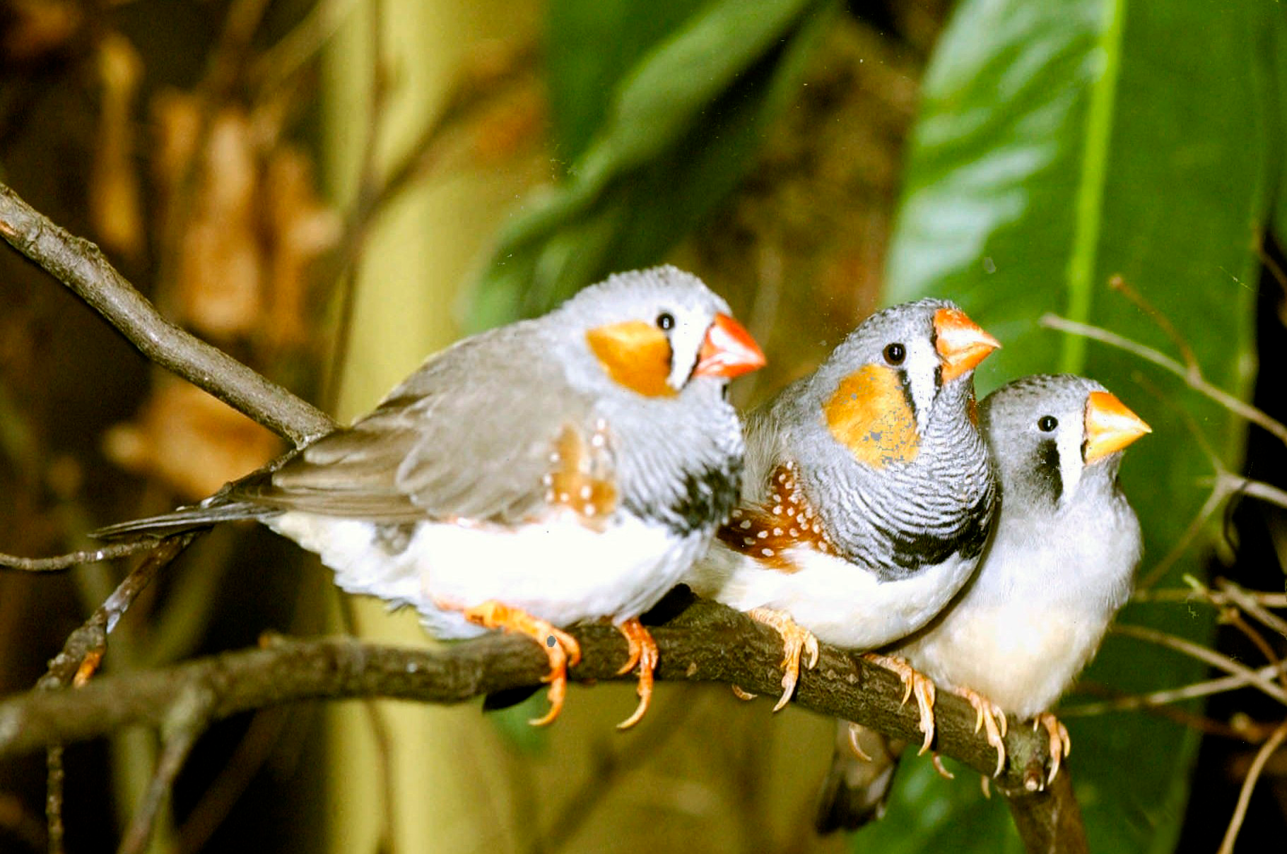 Zebra Finch