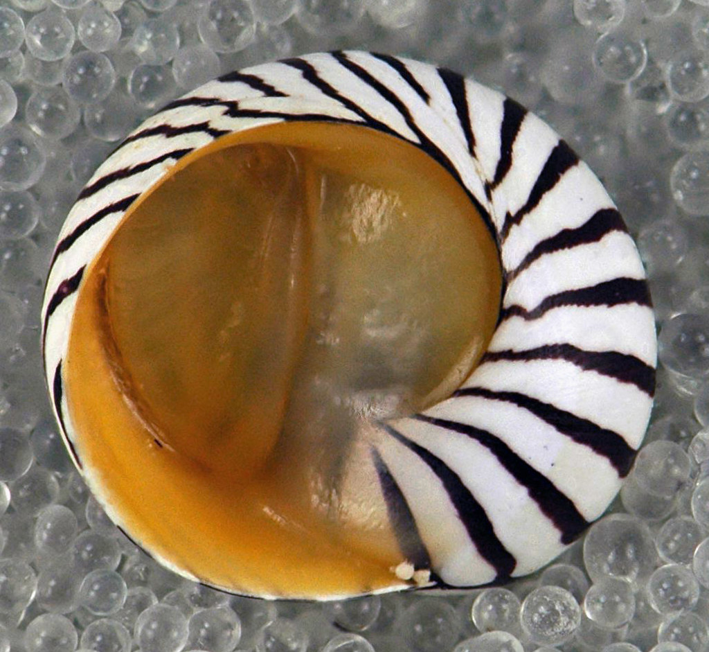 Zebra Nerite Snail