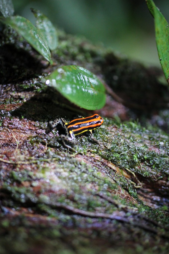 Amazonian Poison Frog