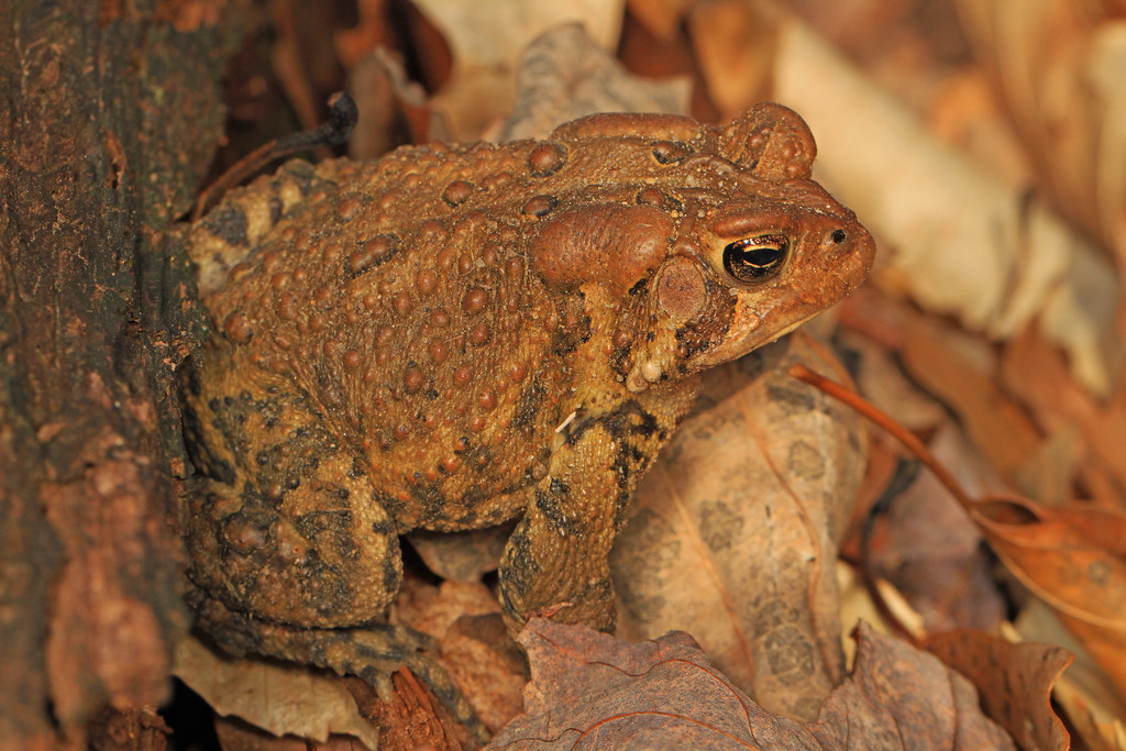 American toad (Anaxyrus americanus)