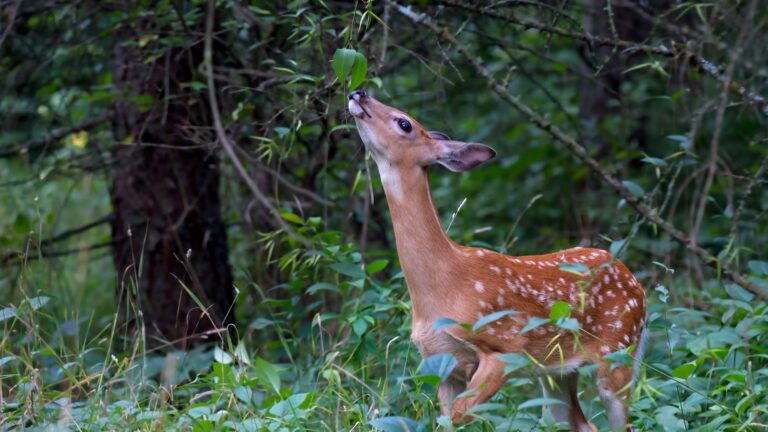 25+ Animals That Eat Plants: Discover Herbivores From Around the World