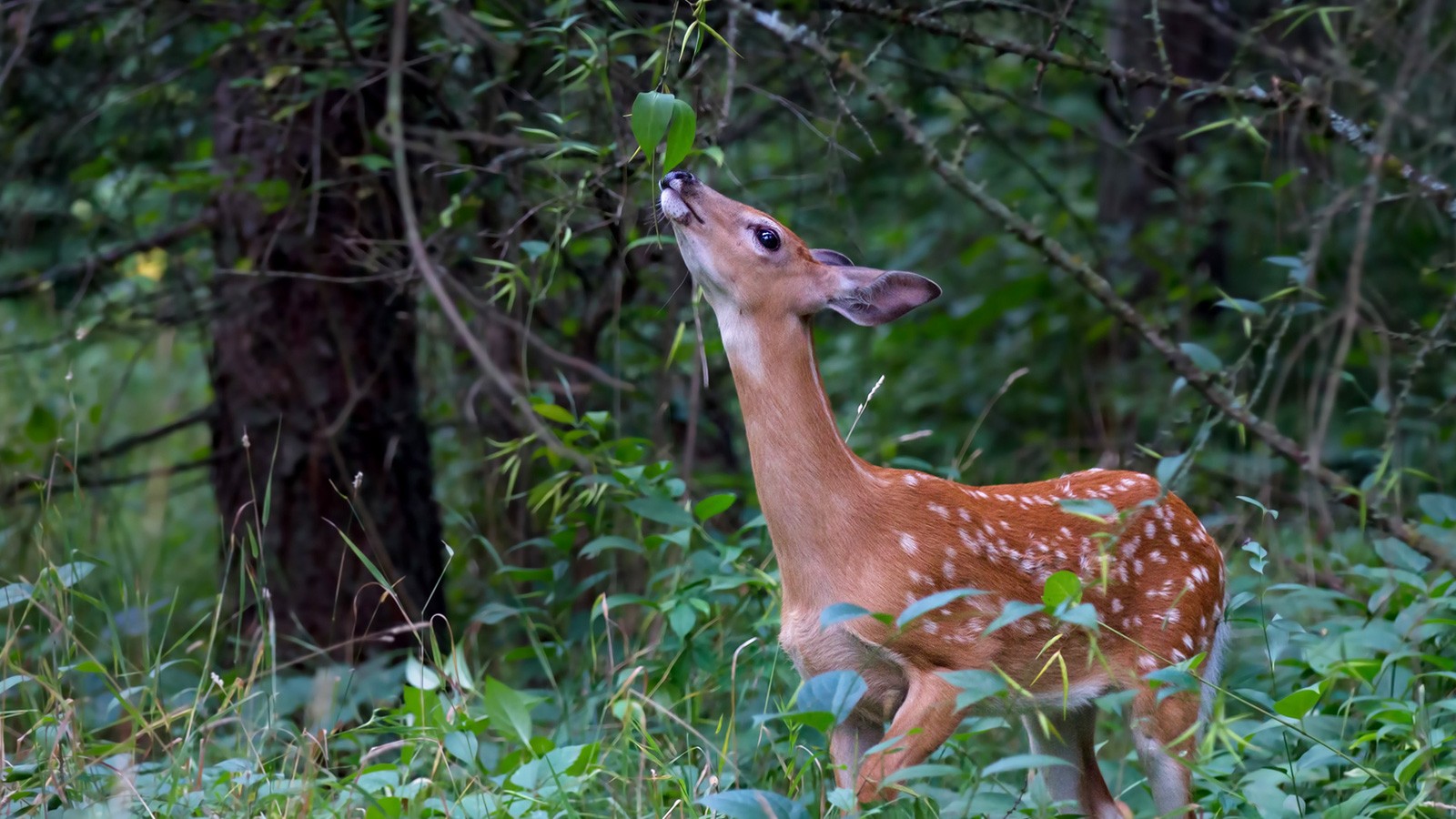 animals that eat plants