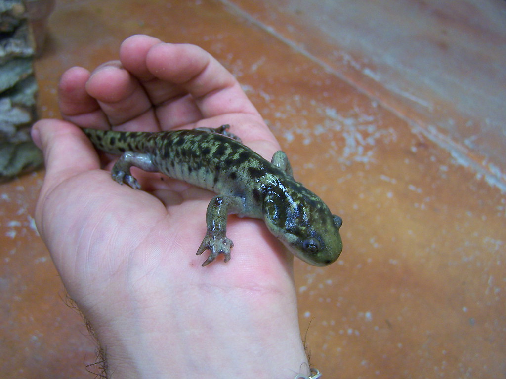 Arizona Tiger Salamander