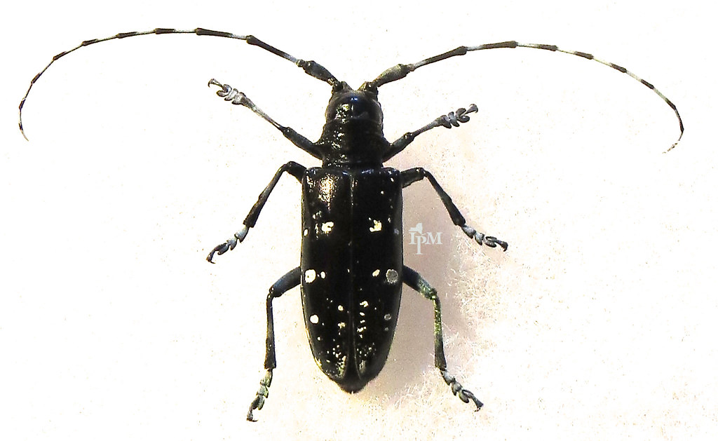 Asian Longhorned Beetle