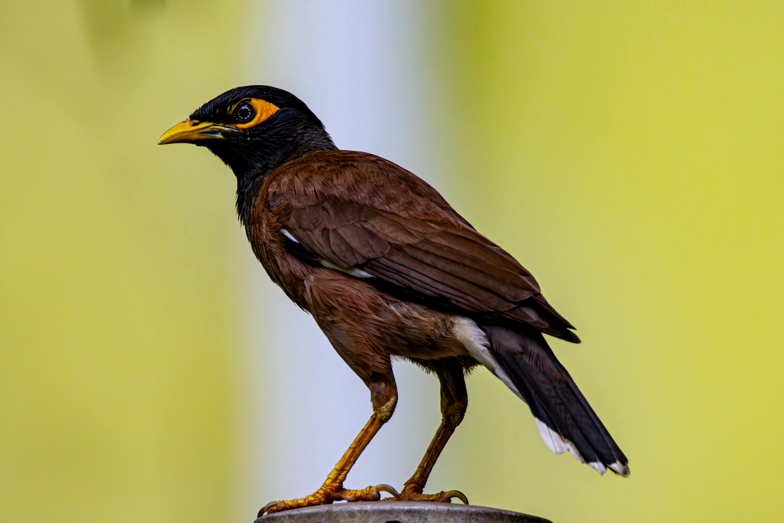 Birds That Sing at Night in South Carolina