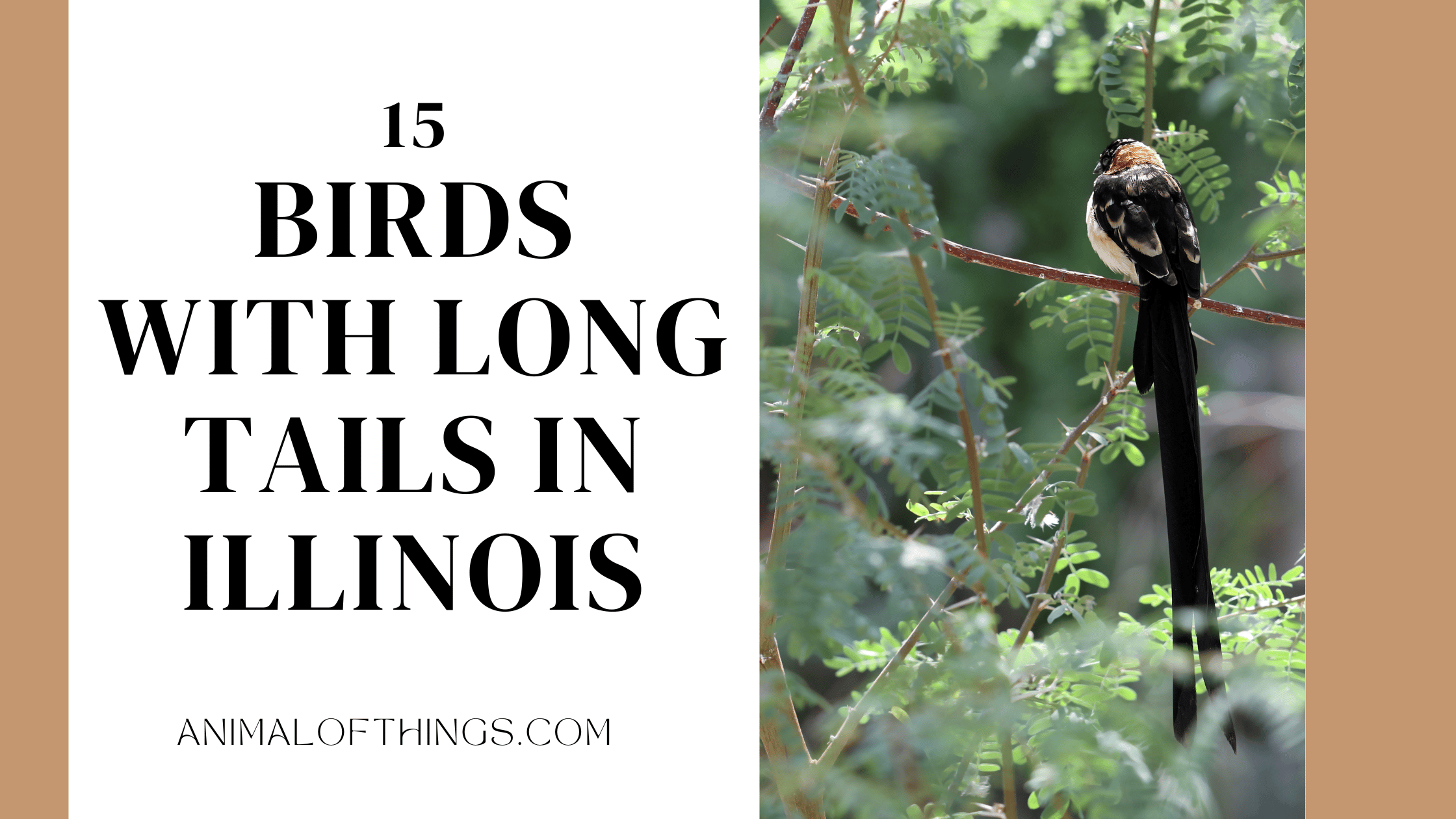 birds with long tails in illinois