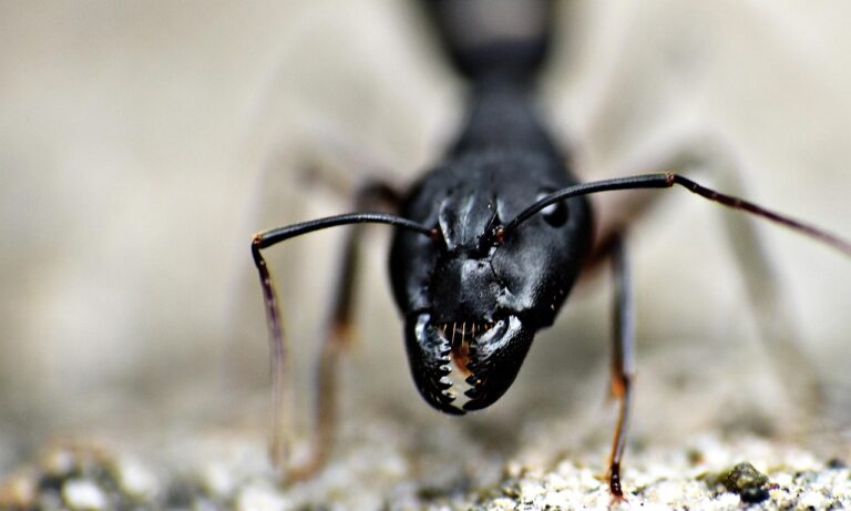 7 Biting Ants in Arizona That Actually Send People to Hospitals