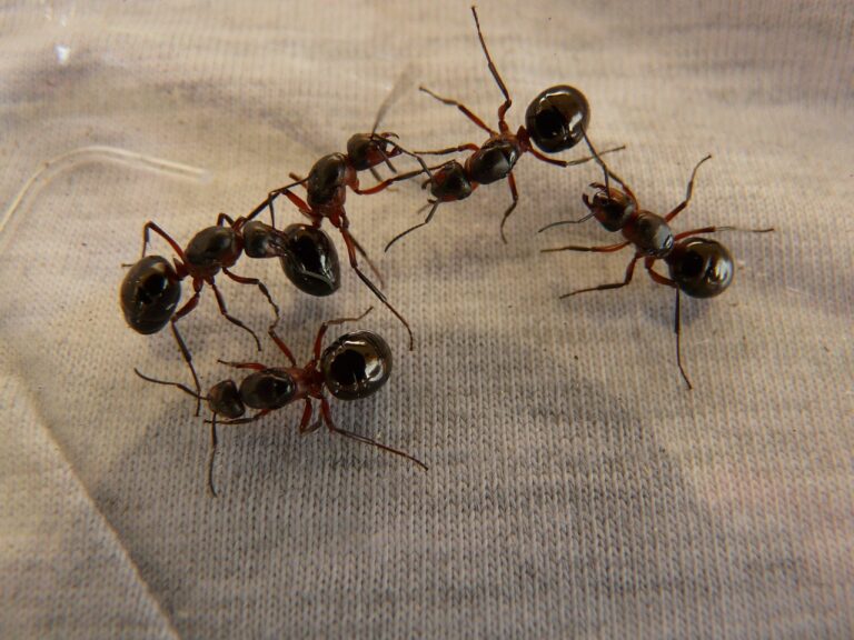 7 Biting Ants in Colorado That Actually Cause Painful Reactions
