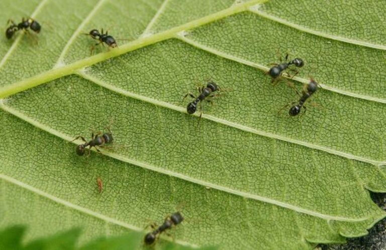 7 Biting Ants in The Garden That Invite Painful Encounters