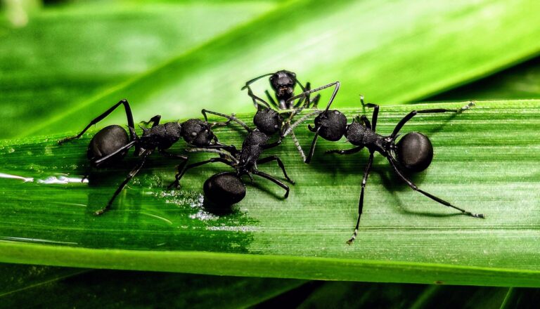 5 Biting Ants in Michigan That Actually Threaten Your Family