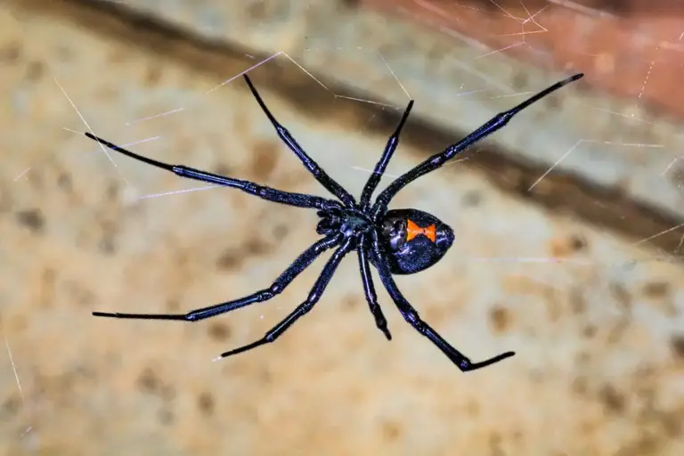 6 Biting Spiders in Massachusetts That Actually Cause Problems
