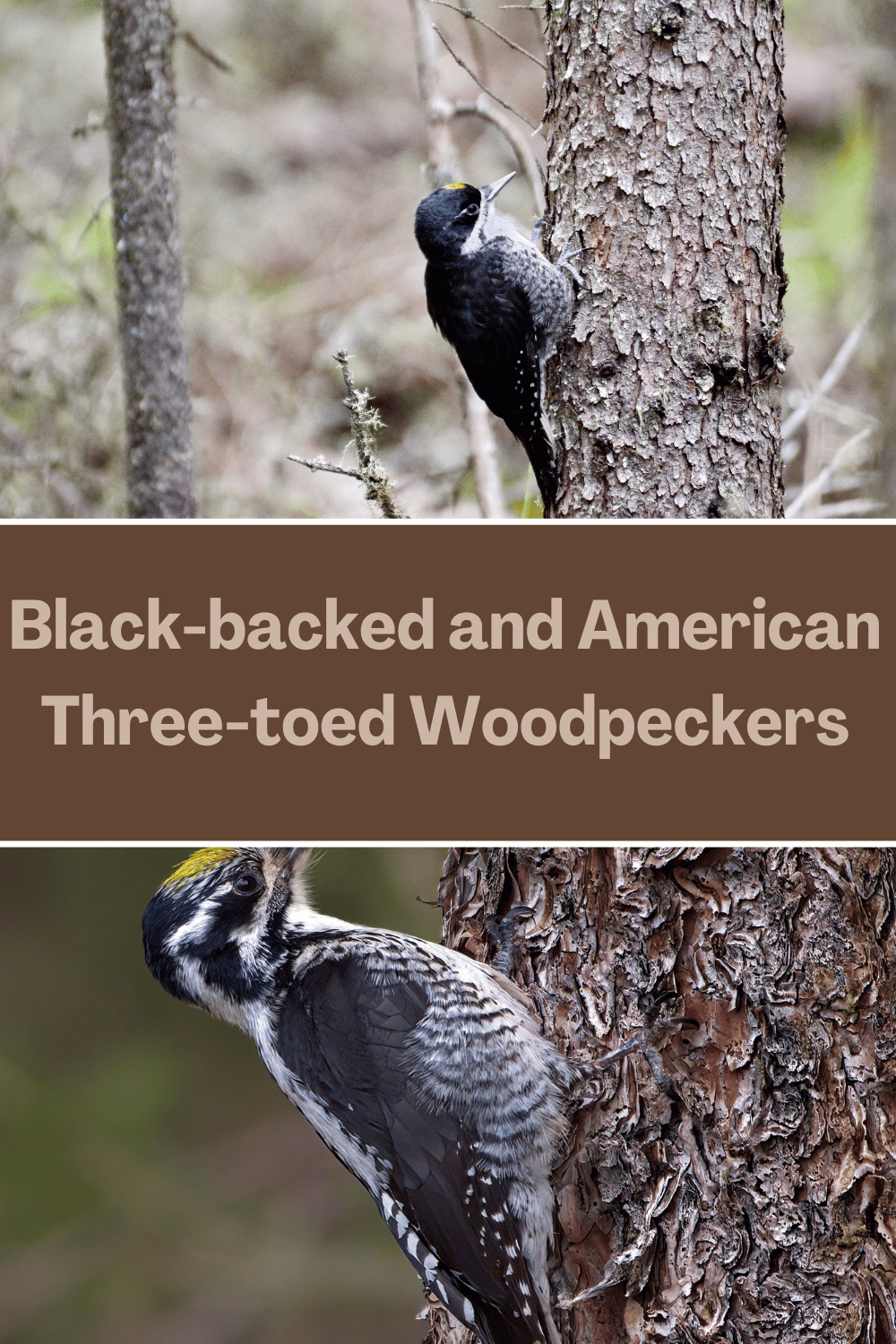 black backed and american three toed woodpeckers
