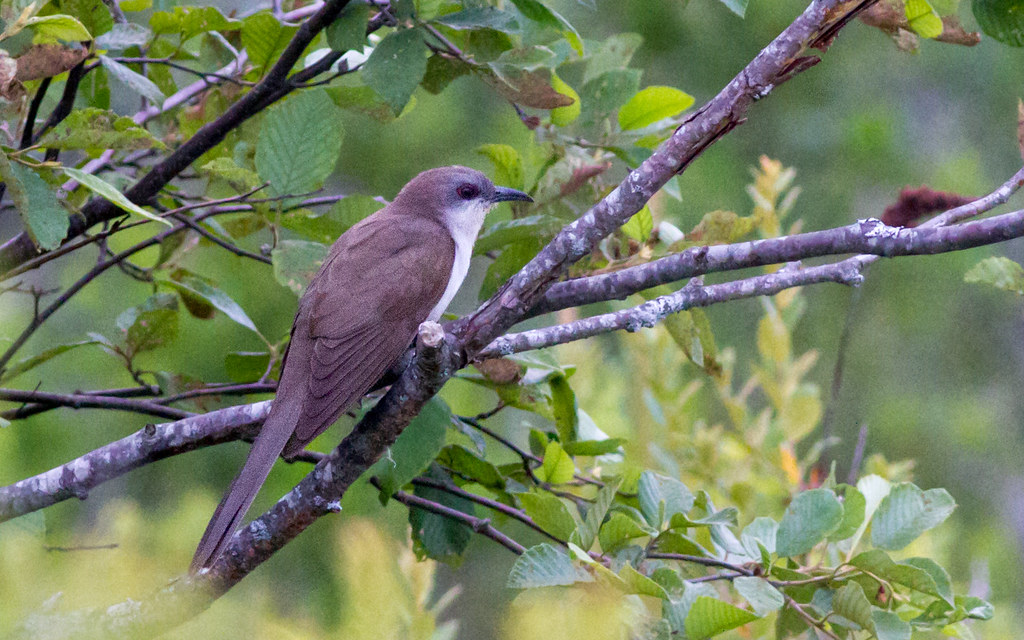Black-billed Cuckoo