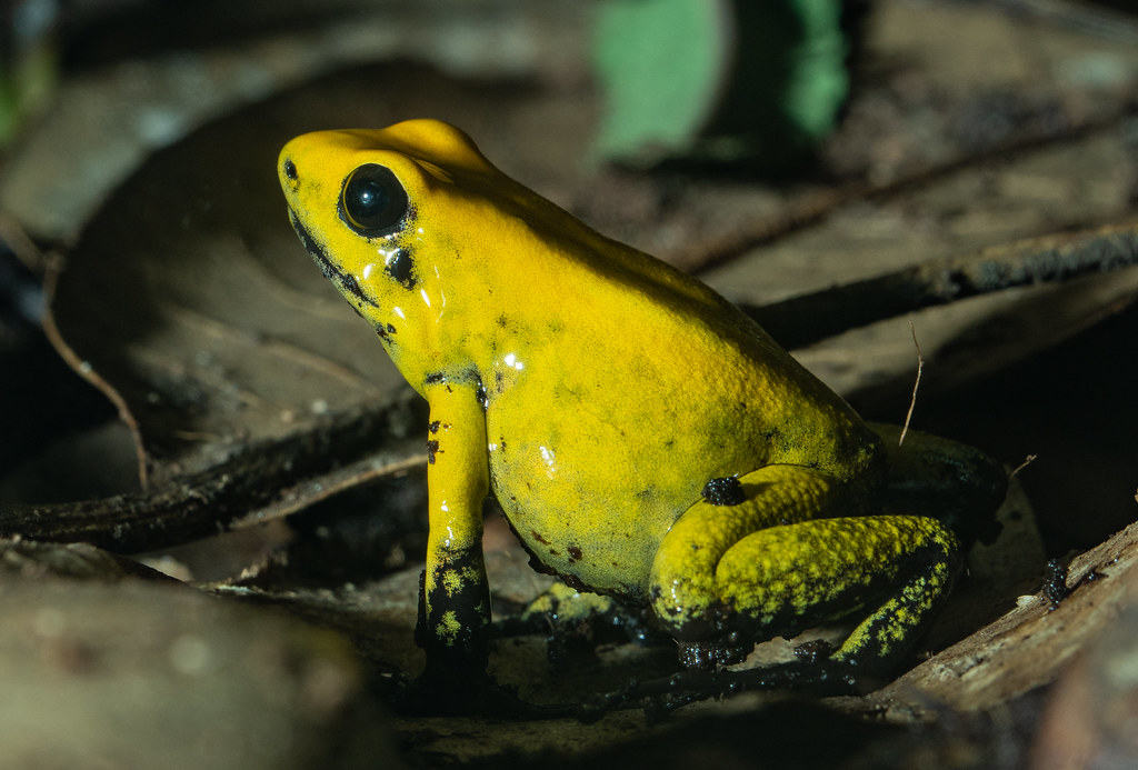 Black-legged Poison Dart Frog