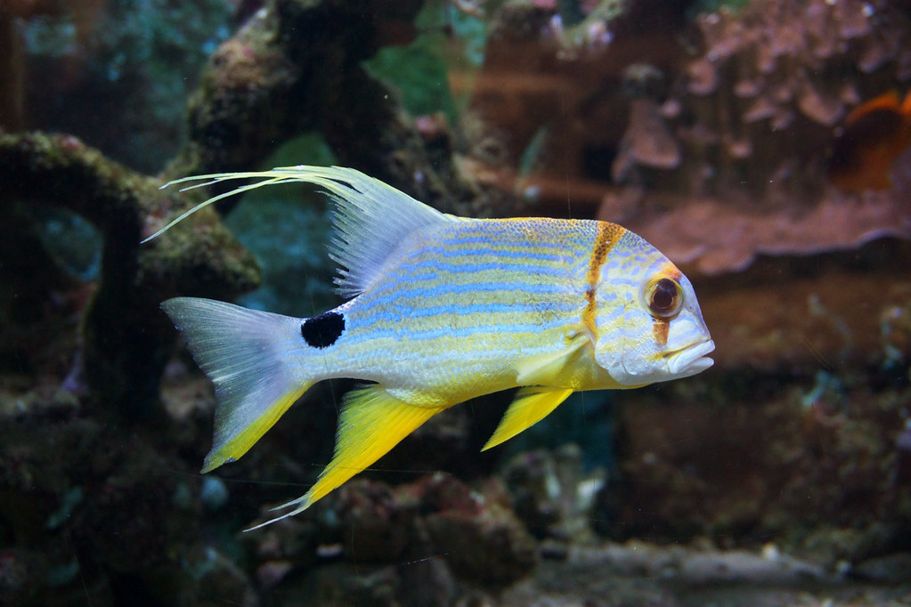 Blue-lined Sea Bream