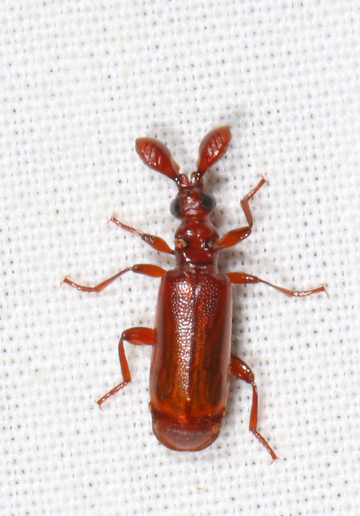 Bombardier Beetle