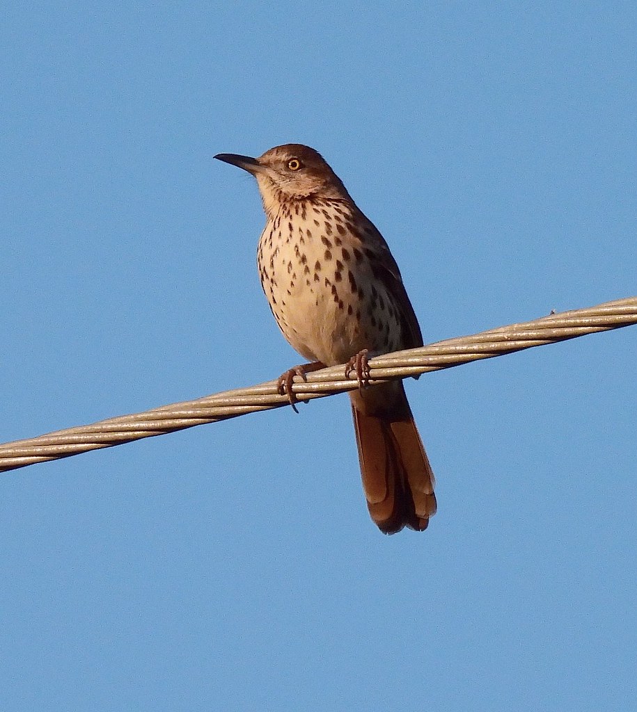Brown Thrasher