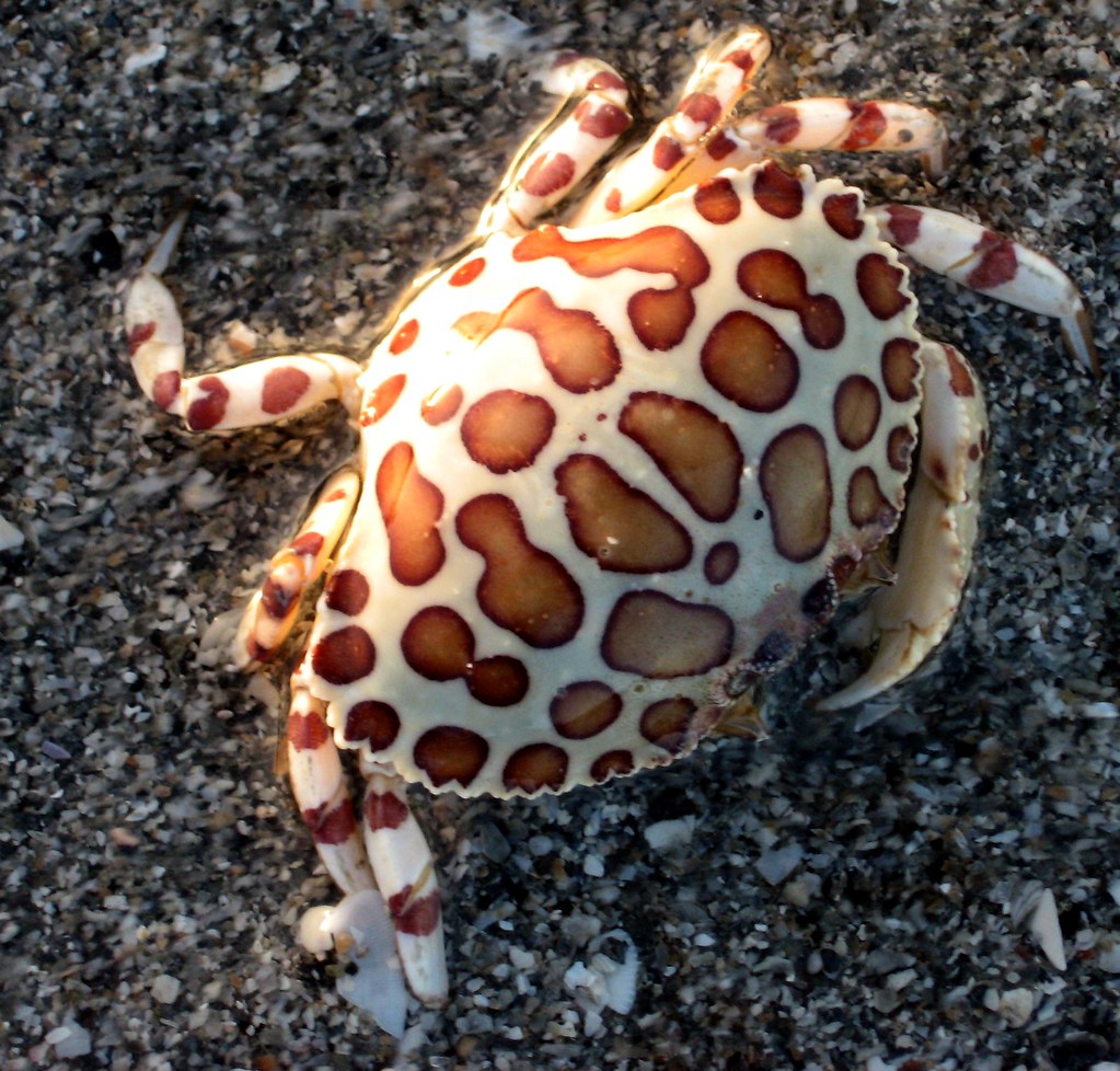 Calico Crab