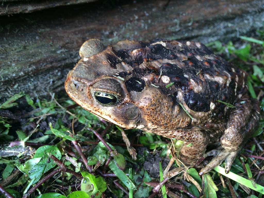 Cane Toad