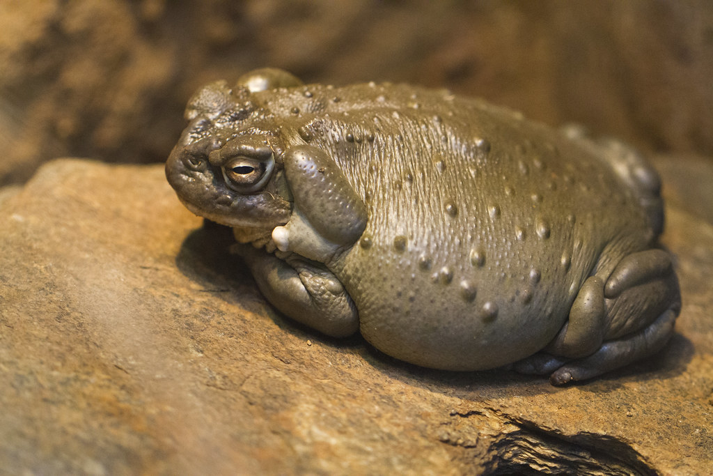 Colorado River Toad