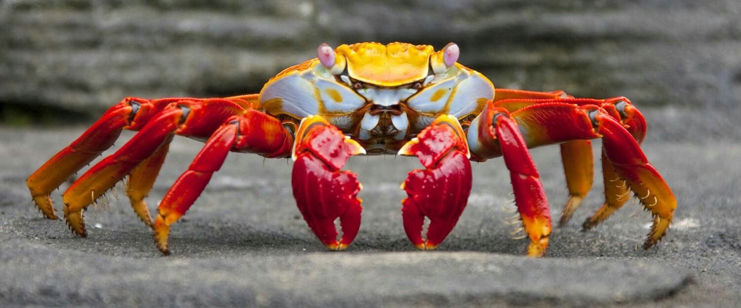 different types of crabs species