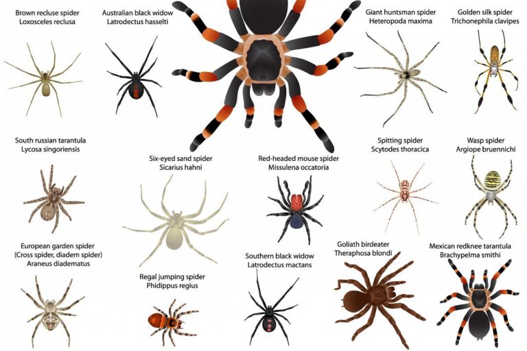 Different Types of Spiders: Recognize, Identify, and Appreciate Their Diversity