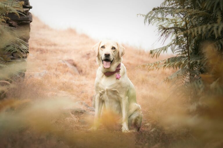 Dog Breed Restrictions in Illinois: A Practical Guide for Owners